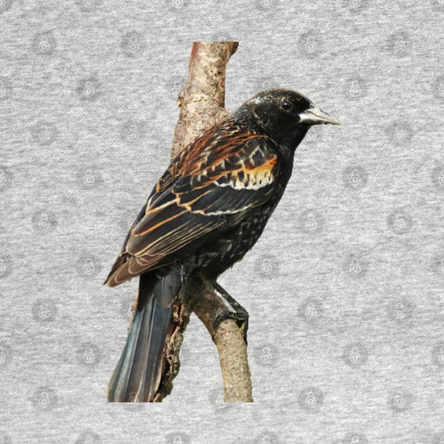 Red Winged Blackbird without background in image-choose red to display on store front by BirdsnStuff